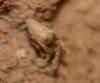 275940 – Photo : sofyane zaroual – Maroc