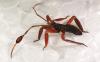 275924 – Photo : Bernard Perthuis – Guyane française