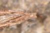 275430 – Photo : Hey Philippe – France (67)