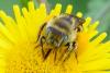 275860 – Photo : Olivier Pouvreau – France (86)
