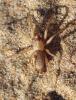 275866 – Photo : alain Roujas – Maroc