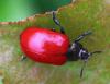 275087 – Photo : alain Roujas – France (31)