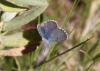 275250 – Photo : Dominique THAUVIN – France (34)