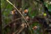 275781 – Photo : Roger Le Guen – Guyane française