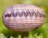275828 – Photo : Norbert Verneau – France (24)