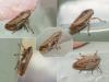 Philaenus spumarius