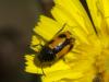 275550 – Photo : Florian ALONSO – France (69)