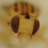 275359 – Photo : Rumsaïs Blatrix – France (34)