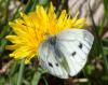 275393 – Photo : Catherine Reymonet-Smitten – France (19)