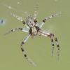 Philodromus sp.