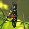 Amata sp.