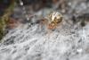275819 – Photo : Jessica Joachim – France (81)