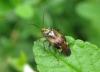 275184 – Photo : Lithos insektoide – France (14)