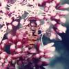 275762 – Photo : jean-claude josien – France (19)