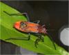 Leptocoris mutilatus