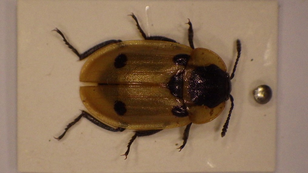 Francoz Philippe - Dendroxena quadrimaculata - réf. 275426 (1016 x 572 pixels, 175 ko)