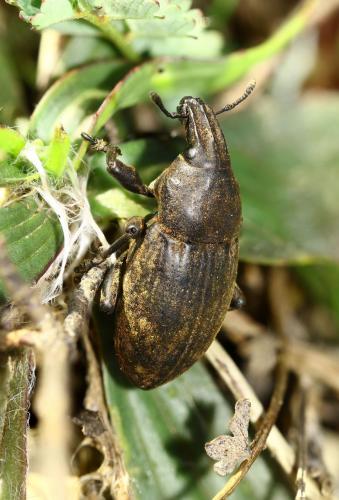 Leucophyes sp.