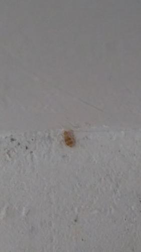 Dorypteryx domestica