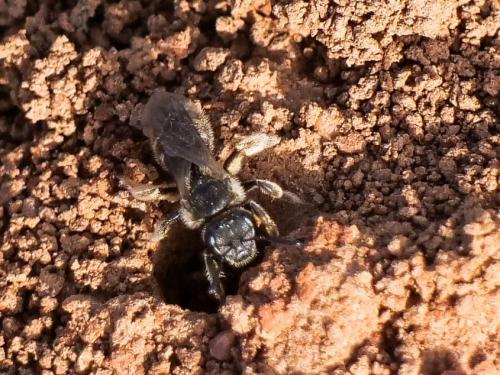 Lasioglossum sp.