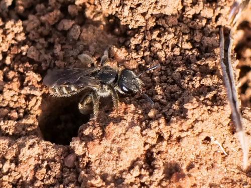 Lasioglossum sp.