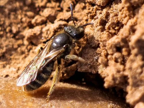 Lasioglossum sp.