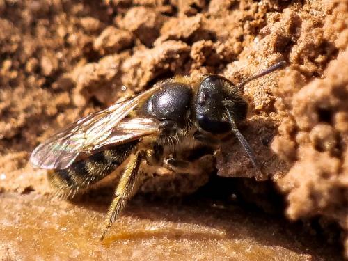 Lasioglossum sp.