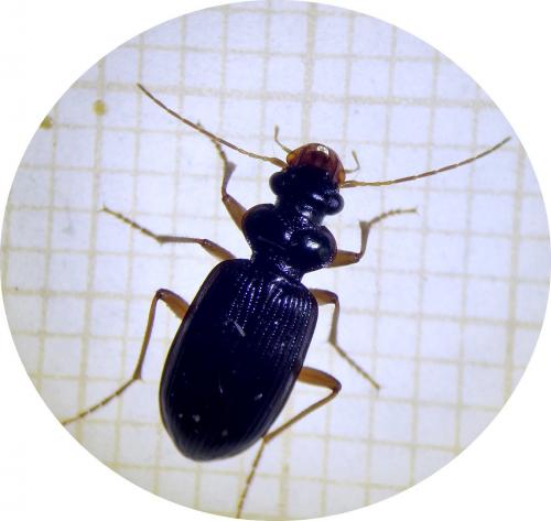 Leistus fulvibarbis