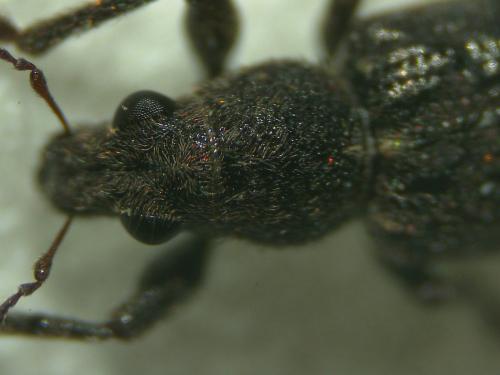 Coelositona puberulus