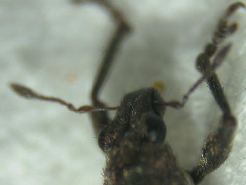 Coelositona puberulus