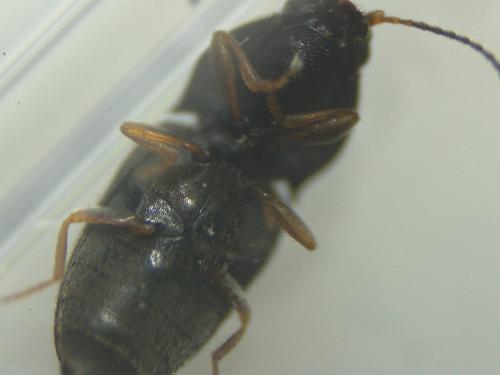 Zorochros sp.