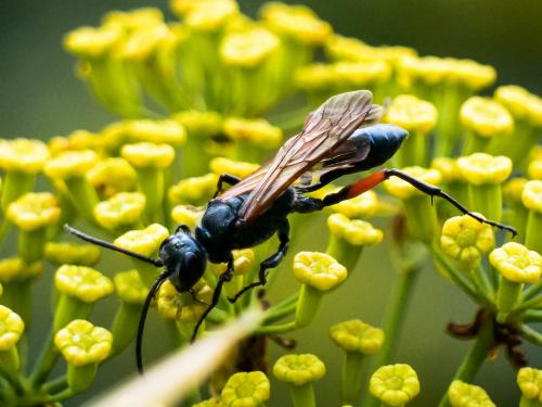 Chalybion femoratum
