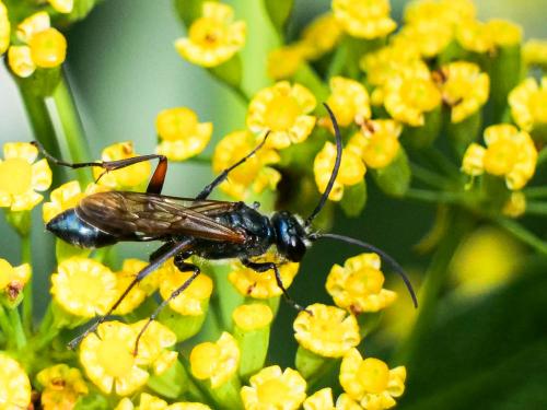 Chalybion femoratum