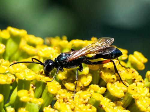 Réf. 276 807 : Chalybion femoratum