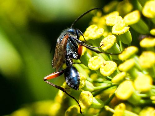 Réf. 276 808 : Chalybion femoratum