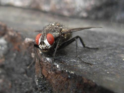 Réf. 276 114 : Macronychia sp.