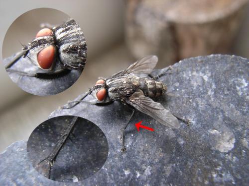 Réf. 276 095 : Macronychia sp.