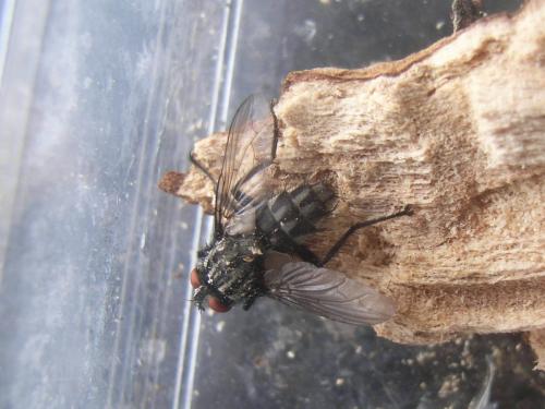 Réf. 276 034 : Macronychia sp.