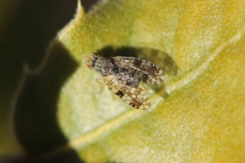 Réf. 276 332 : Tephritis matricariae
