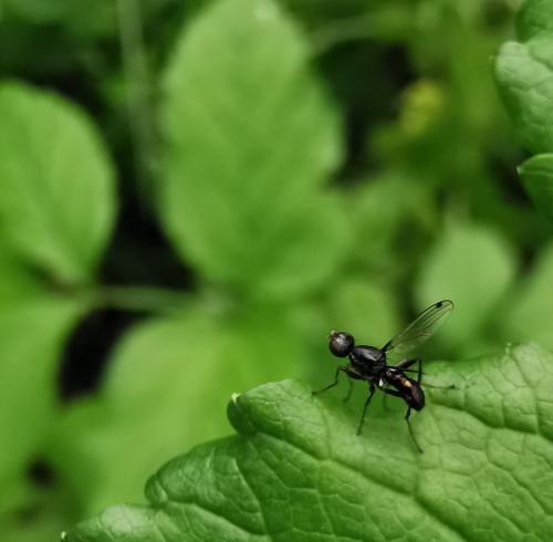 Sepsis fulgens