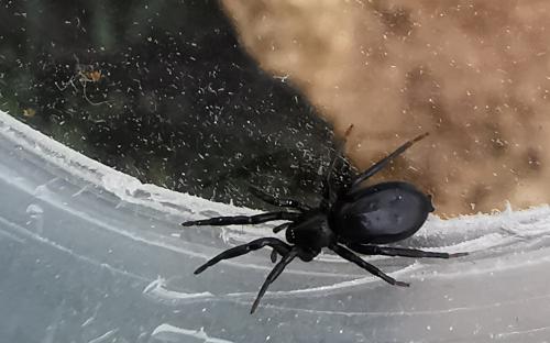 Zelotinae