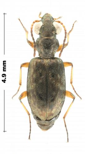 Asaphidion stierlini