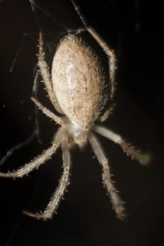 Larinia lineata