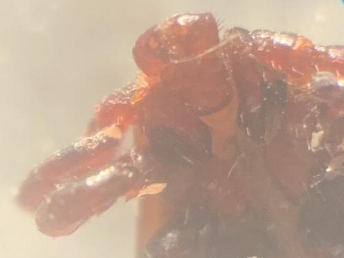 Réf. 276 598 : Dermacentor sp.