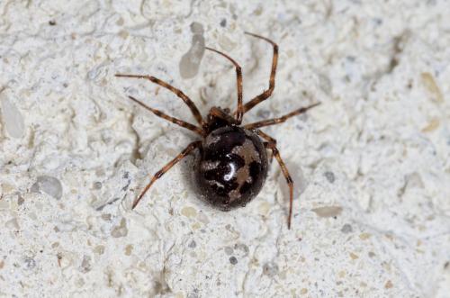 Réf. 276 373 : Steatoda triangulosa