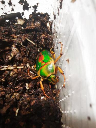 Stephanorrhina sp.