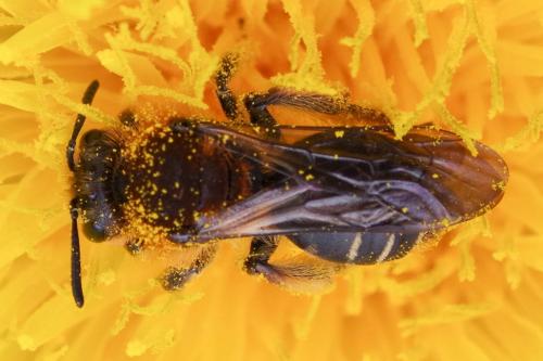 Andrena lagopus