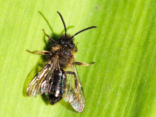 Réf. 276 352 : Andrena bicolor