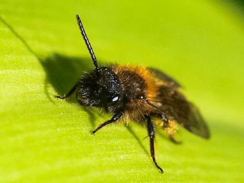 Réf. 276 353 : Andrena bicolor