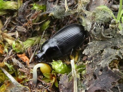 Réf. 276 789 : Harpalus anxius