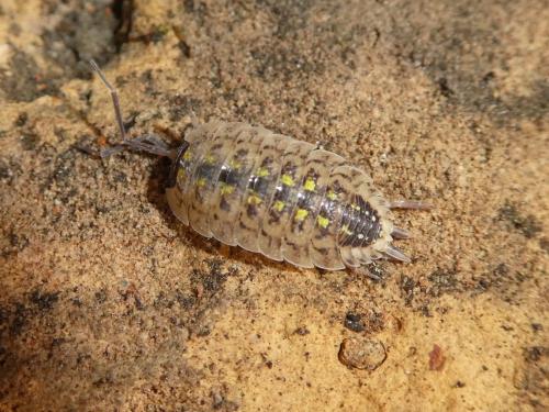 Réf. 276 788 : Porcellio spinicornis